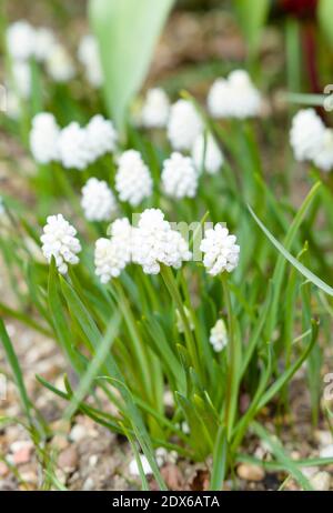 Bianco uva giacinto fiori closeup, muscari aucheri bianco magia fiorire in un giardino, Regno Unito Foto Stock