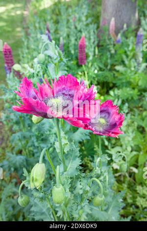 Papavero orientale (papaver orientale) fiore, pianta in un bordo giardino con lupini sullo sfondo. Giardino inglese in tarda primavera, Regno Unito Foto Stock