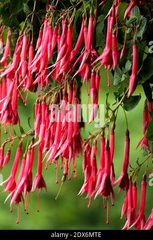 Fiori tubolari rosa-rossi appesi alla pianta estiva cesto, piante fucsia Foto Stock