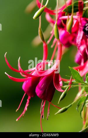 Fucsia magellanica Ladys orecchini Foto Stock