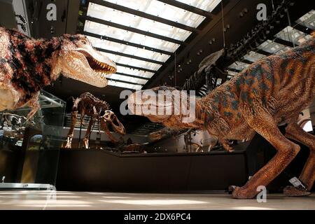 Hunter, il museo di storia naturale della contea di Los Angeles (NHM), dinosauro giovanile residente, incontra Baby T of Walking con Dinosauri - l'Arena Spectacular, presso il Museo di storia naturale della contea di Los Angeles, a Los Angeles, CA, USA il 27 agosto 2014. Foto di Julian da Costa/ABACAPRESS.COM Foto Stock