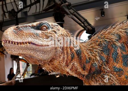 Hunter, il museo di storia naturale della contea di Los Angeles (NHM), dinosauro giovanile residente, incontra Baby T of Walking con Dinosauri - l'Arena Spectacular, presso il Museo di storia naturale della contea di Los Angeles, a Los Angeles, CA, USA il 27 agosto 2014. Foto di Julian da Costa/ABACAPRESS.COM Foto Stock