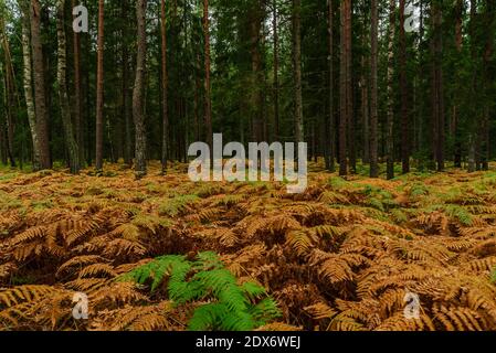 fern lascia marrone e verde l'uno accanto all'altro sotto i rami di alberi di foresta Foto Stock