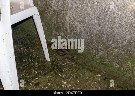 Tzoumerka, Epiro, Grecia - 15 dicembre 2017: Un anfibio nel cortile Foto Stock