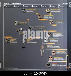SAN FRANCISCO - NOV 28 2019 - Tabella albero della famiglia dell'evoluzione umana, California Academy of Science Foto Stock