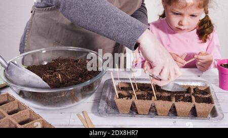 Bambina che aiuta a piantare semi di erbe in piccoli contenitori per un progetto homeschool. Foto Stock