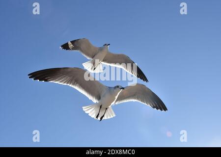 Due gabbiani in volo. Sfondo blu cielo. Spazio di copia. Foto Stock