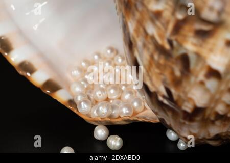 perline perline giacciono in una conchiglia di conchiglia, primo piano foto Foto Stock