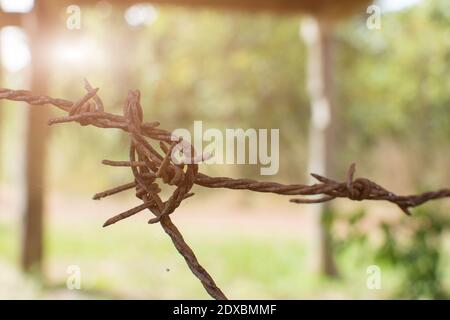 Primo piano su filo spinato arrugginito con luce solare. Foto Stock