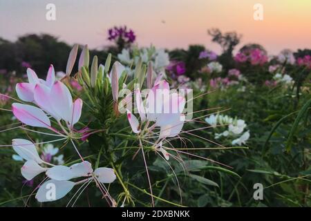 Bianco Cleome hassleriana fiore nel giardino specie di Cleome sono comunemente conosciuti come fiori di ragno Foto Stock