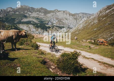 Ciclista maschile in mountain bike con mucca, Parco Nazionale Picos de Europa, Asturie, Spagna Foto Stock