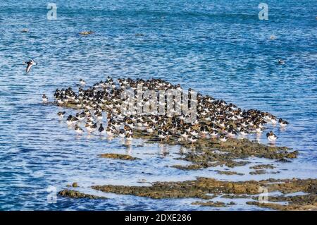 Gregge di ostriche in mare Foto Stock
