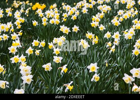 Campo di narcisi bianchi e gialli Foto Stock