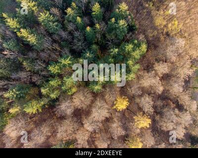 Vista aerea della foresta mista in autunno Foto Stock