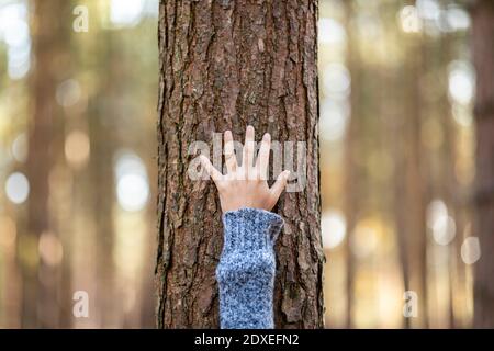 Mano di escursionista femmina che tocca l'albero nel bosco di Cannock Chase durante inverno Foto Stock