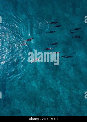 Delfini che nuotano in mare, vista aerea Foto Stock