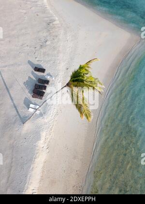 Palme singole e lettini sull'isola tropicale, vista aerea Foto Stock