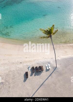 Palme singole e lettini sull'isola tropicale, vista aerea Foto Stock