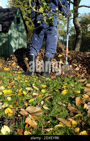 Sezione bassa dell'uomo in piedi con rastrello davanti a. mucchio di foglie d'autunno cadute Foto Stock