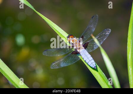 L'imperatore Dragonfly o Anax imperator seduta sulla foglia verde. Foto Stock
