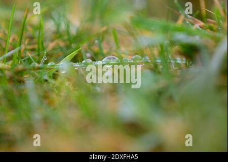 Sottorf, Germania. 23 dicembre 2020. Gocce d'acqua si raccolgono su una lama d'erba. Credit: Jonas Walzberg/dpa/Alamy Live News Foto Stock