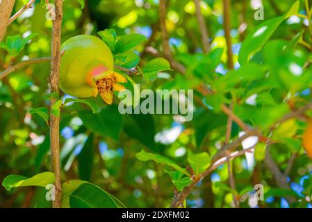 Frutta fresca verde giovane di melograno su un ramo su uno sfondo di foglie verdi succose di un albero. Foto Stock
