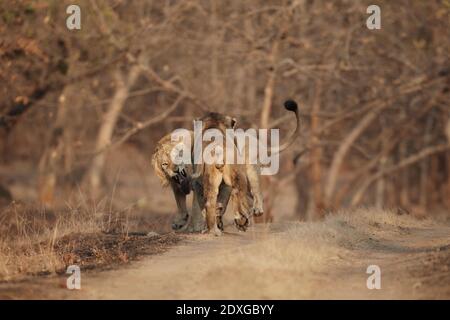 Conflitto asiatico dei Lions maschili nella foresta di Gir in India, foresta indiana. Foto Stock