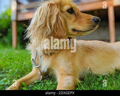 Closeup ritratto di Golden Retriever cucciolo che posa in cortile con erba verde Foto Stock