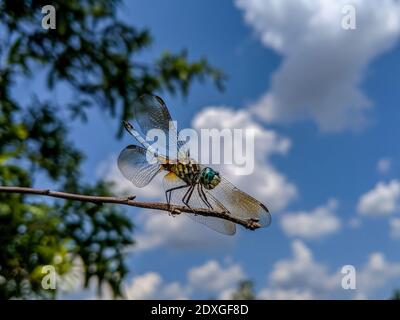 Macro closeup di Blue Dasher dragonfly maschile, Pachypdipax longipennis su ramo albero Foto Stock