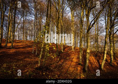 Una foresta d'autunno adornano in colori dorati. Foto della valle di Fyle, contea di Scania, Svezia Foto Stock