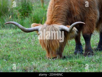 Highland Cow alimentazione su erba primo piano campo verde sfondo. Foto Stock