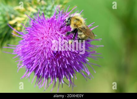 Bumblebee precoce isolato su Thistle fiore fuori fuoco sfondo Foto Stock