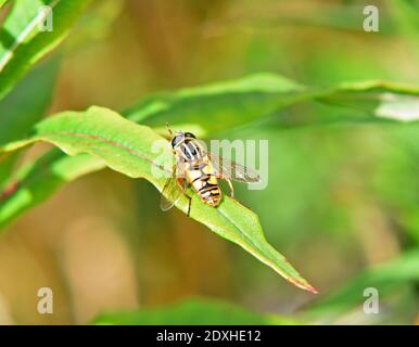 Singolo Helophilus pendolo hover volare su foglia Foto Stock