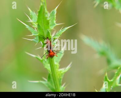 Rosso - capeggiato cardinale beetles che si accoppiano sulla pianta Foto Stock