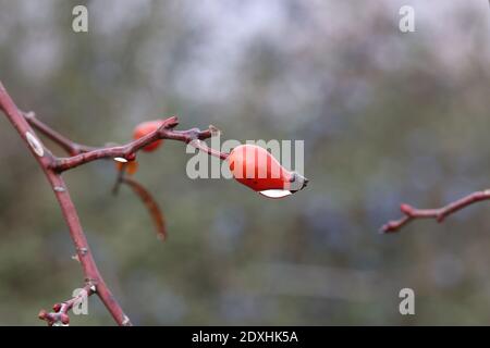Rosa rossa anche nella foresta sul cespuglio. Foto Stock