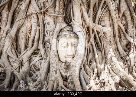 Statua della testa del Buddha con le radici dell'albero Bodhi intrappolate Ayutthaya Historical Park in Thailandia Foto Stock