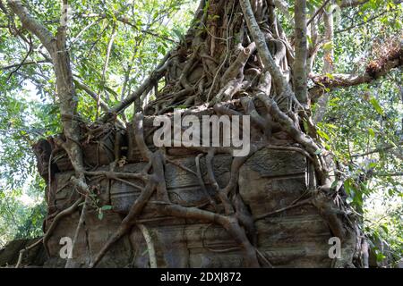 Radici di albero che crescono sopra e attraverso il tempio di Ta Prohm Foto Stock