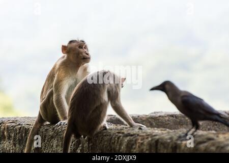 Una scimmia indiana maschile e femminile (macachi indiani, macachi cofano) e sfondo di corvo nero Foto Stock