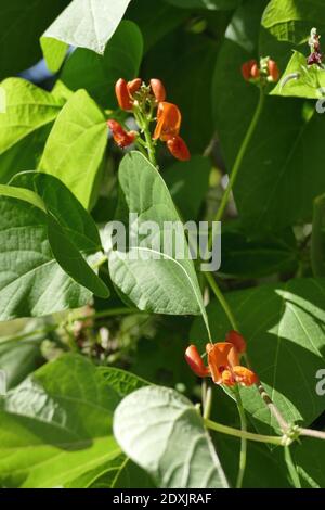 Un primo piano di fagioli scarlatto Foto Stock