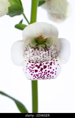 fioritura dettagliata del guanto di fossa viola (purea digitale) isolato su sfondo bianco Foto Stock