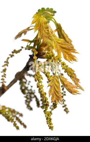 fiori e foglie giovani di quercia rossa (quercus rubra) isolato su sfondo bianco Foto Stock