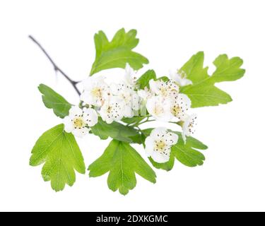 Piante curative: Biancospino (Crataegus monogyna) fiori e foglie su sfondo bianco Foto Stock