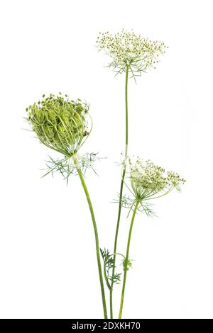 Piante curative: Carota selvatica (Daucus carota) - di fronte a sfondo bianco Foto Stock
