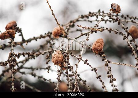 Piccoli coni marroni su un ramo di albero in inverno. Sfondo sfocato, messa a fuoco selettiva. Foto Stock