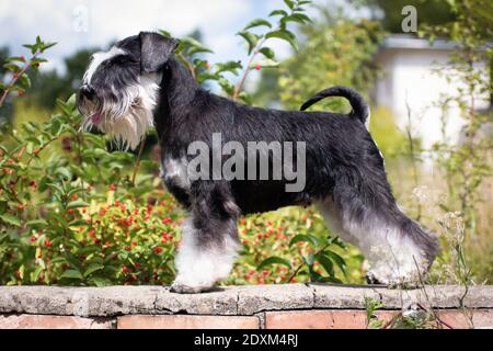 In miniatura schnauzer razza cane in piedi su un muro di mattoni vicino bacche rosse in estate in una giornata di sole Foto Stock