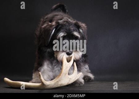 Nero e grigio colore in miniatura schnauzer cane razza indoor in uno studio fotografico su sfondo nero gioca con il cervo avvisatori acustici Foto Stock