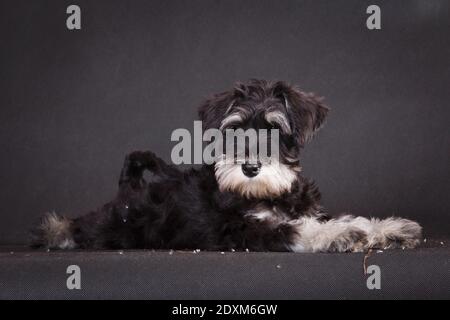 Giovane nero e grigio colore miniatura schnauzer cane razza in interni in uno studio fotografico su uno sfondo nero si stende fuori Foto Stock