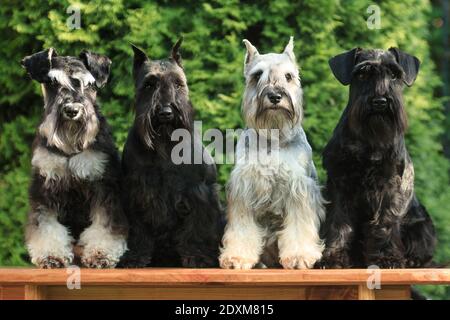 Quattro cani schnauzer in miniatura siedono accanto ad una panchina dentro l'estate in un cottage estivo all'aperto contro un verde Foto Stock