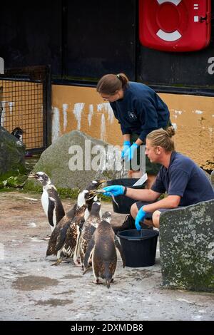 Tempo di alimentazione dei pinguini Gentoo in cattività nello zoo di Edimburgo RZSS, Scozia, Regno Unito Foto Stock