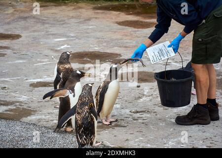 Tempo di alimentazione dei pinguini Gentoo in cattività nello zoo di Edimburgo RZSS, Scozia, Regno Unito Foto Stock